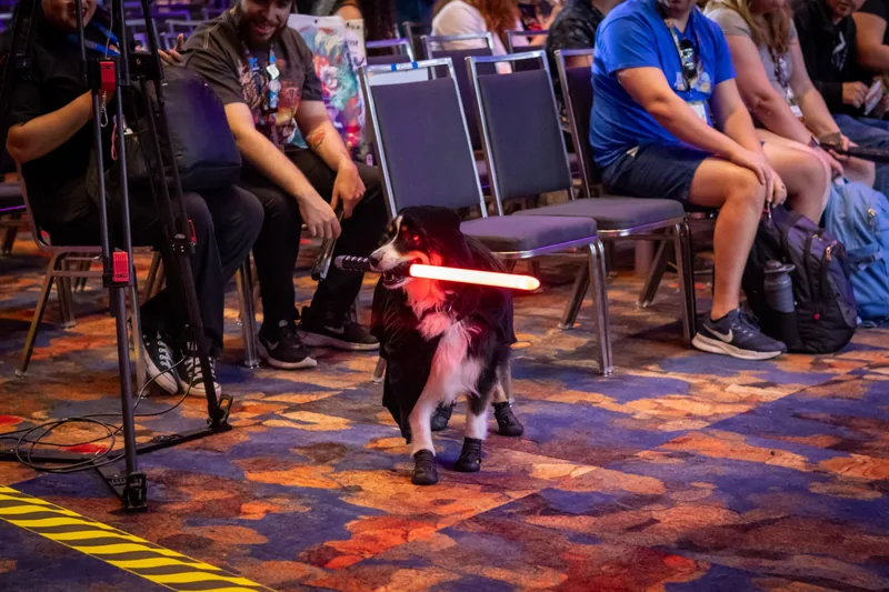 A dog in a dark robe trots past the front row carrying a glowing red toy lightsaber.